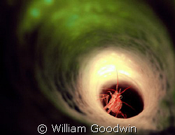Peppermint shrimp in branching vase sponge ... shining th... by William Goodwin 